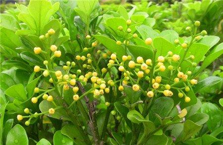 米兰花 米兰花