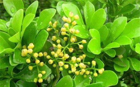 米兰花 米兰花