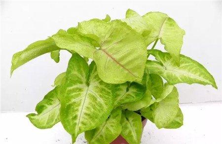 合果芋