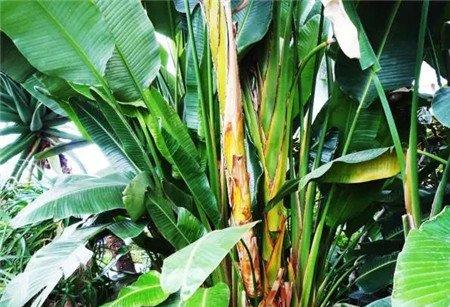 植物太过高大 植物太过高大