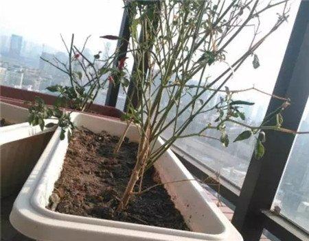 残花败叶 残花败叶