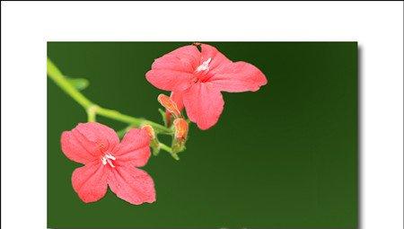 花烟草