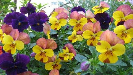 花烟草