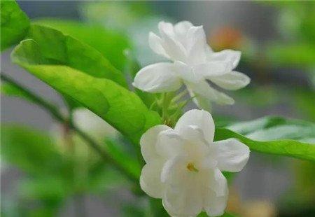 茉莉功效 茉莉功效