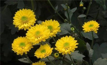 菊花养护方法 菊花养护方法