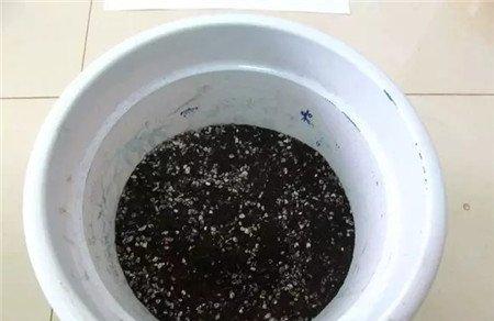 撒一些磷肥 撒一些磷肥