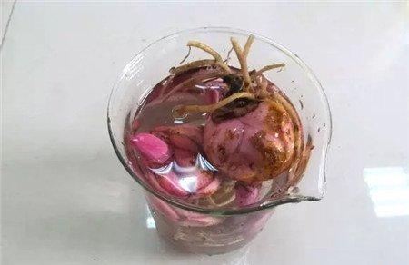 种球 种球