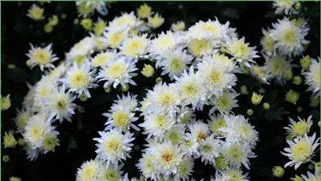 菊花功效 菊花功效