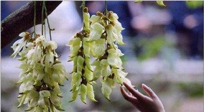 禾雀花美图