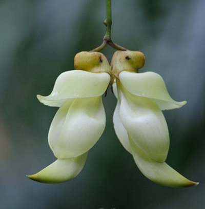 禾雀花美图 禾雀花美图