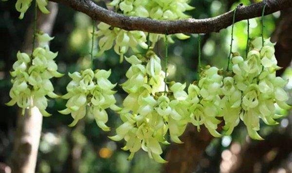 禾雀花的花语及传说