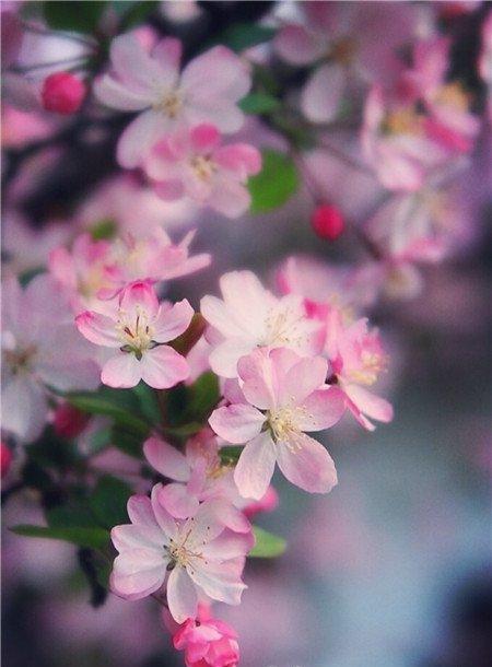 海棠花