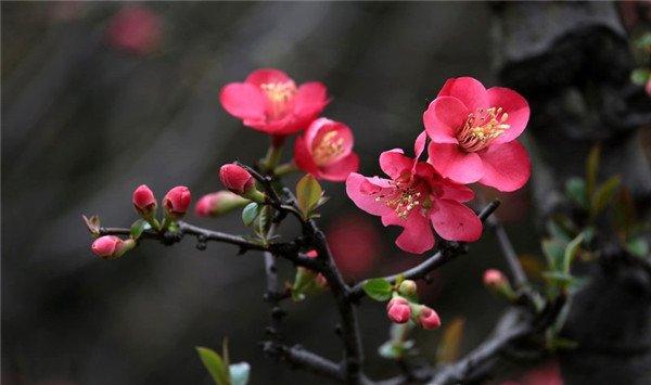 海棠花有毒吗