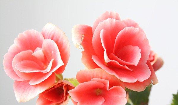海棠花的花语和传说