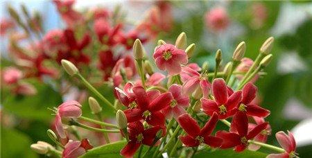 使君子的花语 使君子的花语