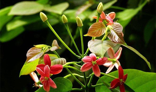 使君子的花语和文化传说
