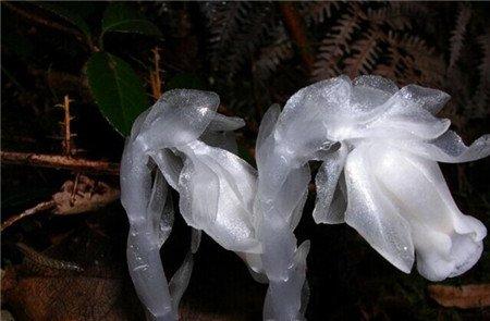 水晶兰 水晶兰