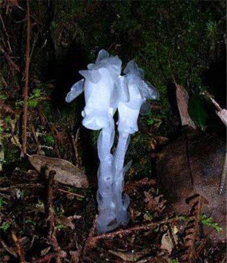 水晶兰