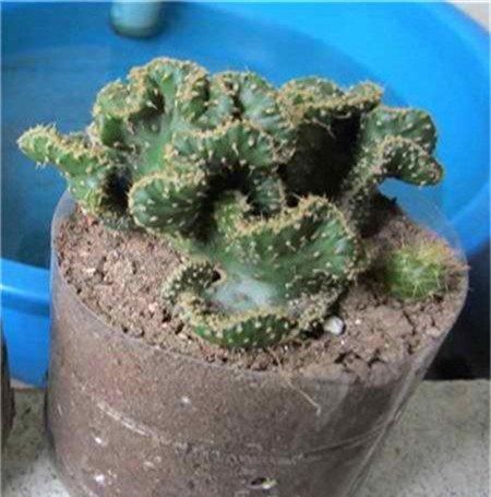 麒麟掌图片风水作用