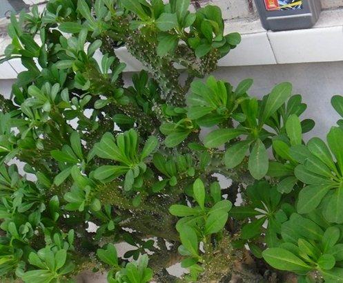麒麟掌家养图片