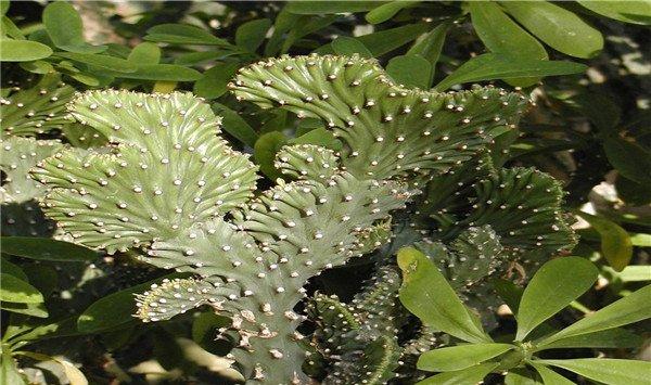 麒麟掌的花语及寓意