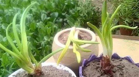 洋葱栽植 洋葱栽植