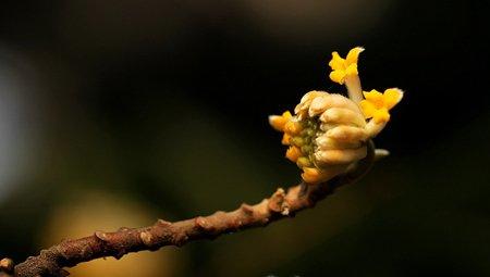结香花 结香花