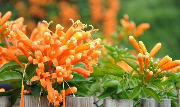 炮仗花的花语和文化意义