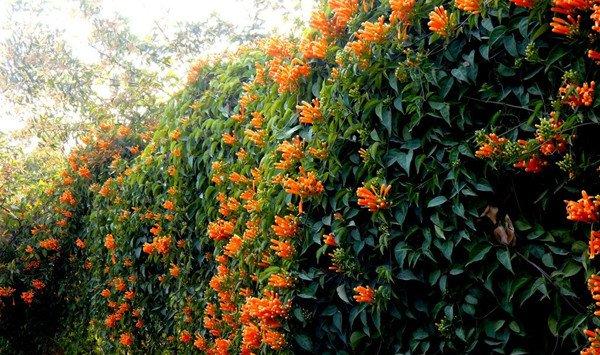 炮仗花有什么作用