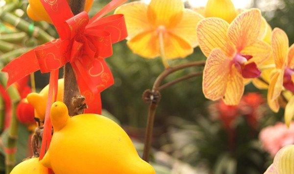 黄金果(乳茄)有什么作用 黄金果(乳茄)有什么作用