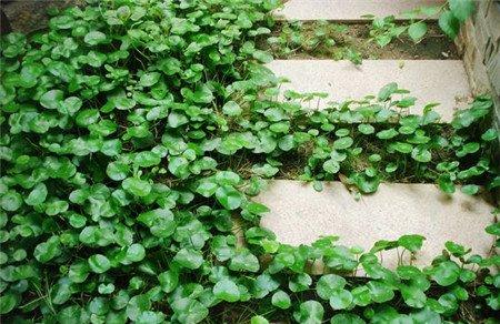 金钱草
