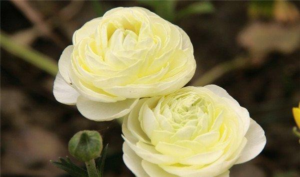 花毛茛的花语