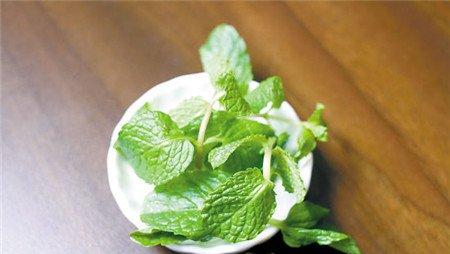 薄荷 薄荷