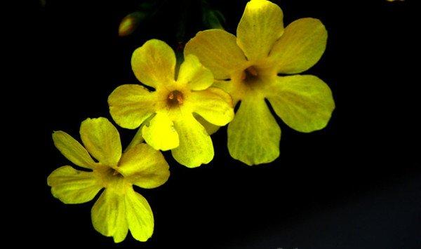 迎春花花语和文化传说