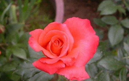 月季花那些美丽的传说 月季花那些美丽的传说