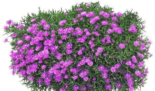 松叶菊的花语