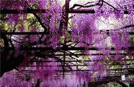 紫藤的花的花语
