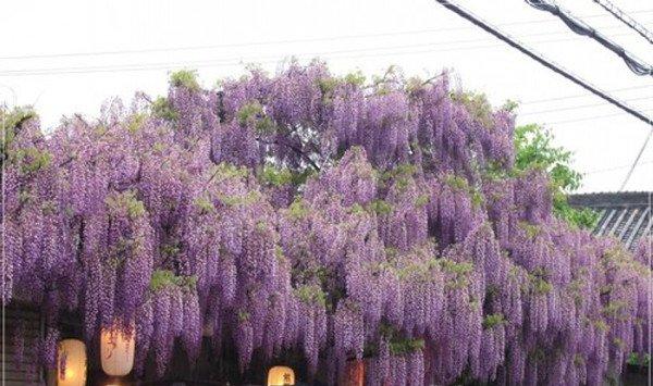 紫藤的花语和传说