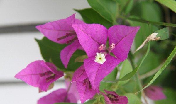 三角梅的花语和传说