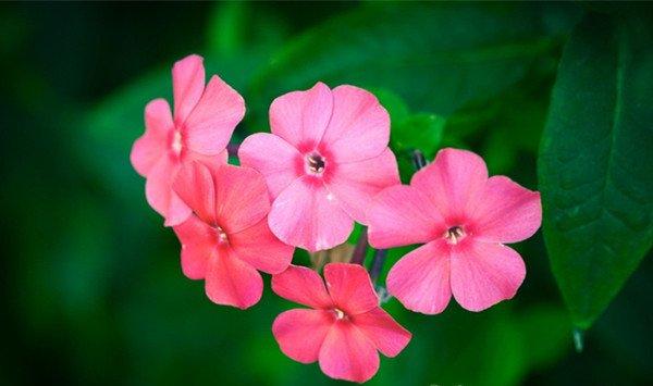 飘香藤有毒吗 飘香藤有毒吗