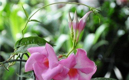 飘香藤养殖注意事项 飘香藤养殖注意事项