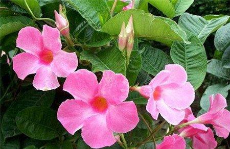 飘香藤适合养殖在哪里 飘香藤适合养殖在哪里