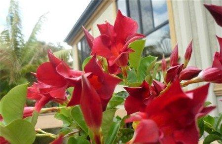 飘香藤有毒吗 飘香藤有毒吗