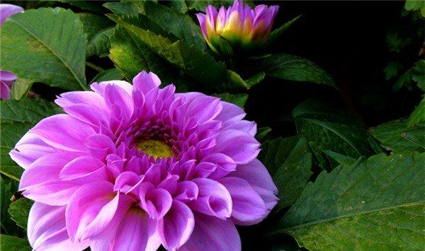 西番莲的花语和传说
