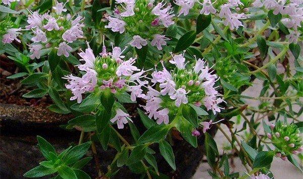 百里香花语