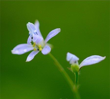 还亮草花语