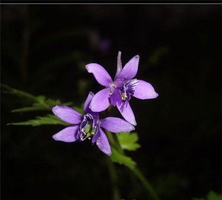还亮草花语图片