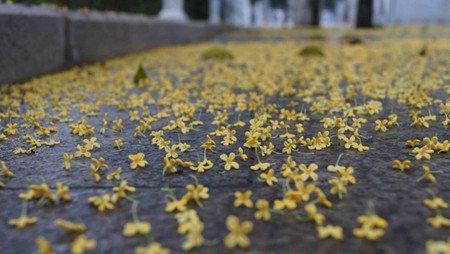 桂花的花语 桂花的花语