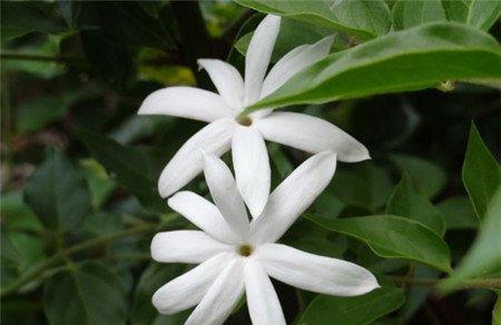 毛茉莉的经济价值 毛茉莉的经济价值