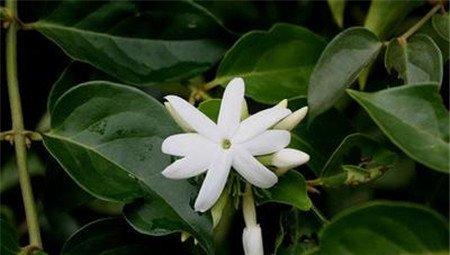 毛茉莉的药用价值 毛茉莉的药用价值